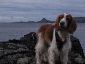 Welsh Springer on Ramasaig beach